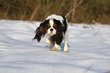 CAVALIER KING CHARLES 435